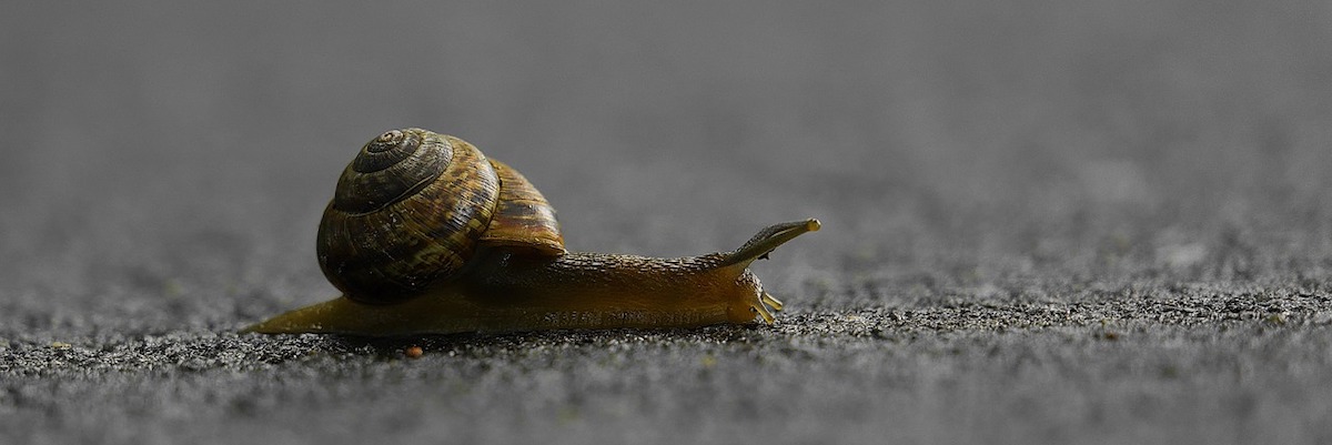 Un escargot en chemin