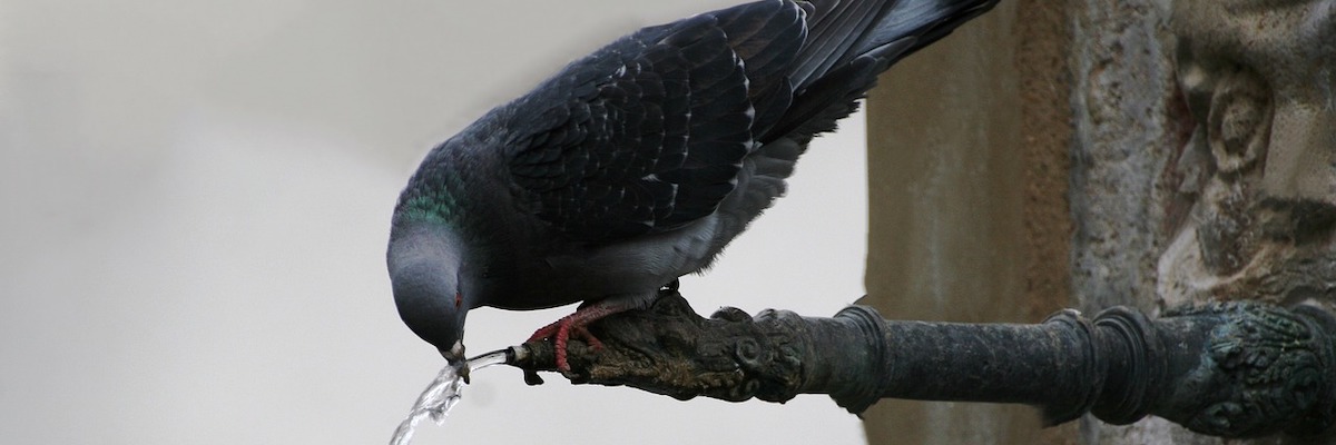 Pigeon buvant à une fontaine