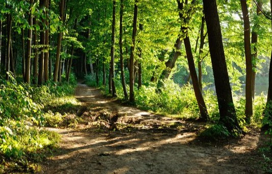 Un chemin en forêt