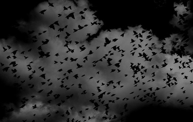 Oiseaux dans un ciel noir