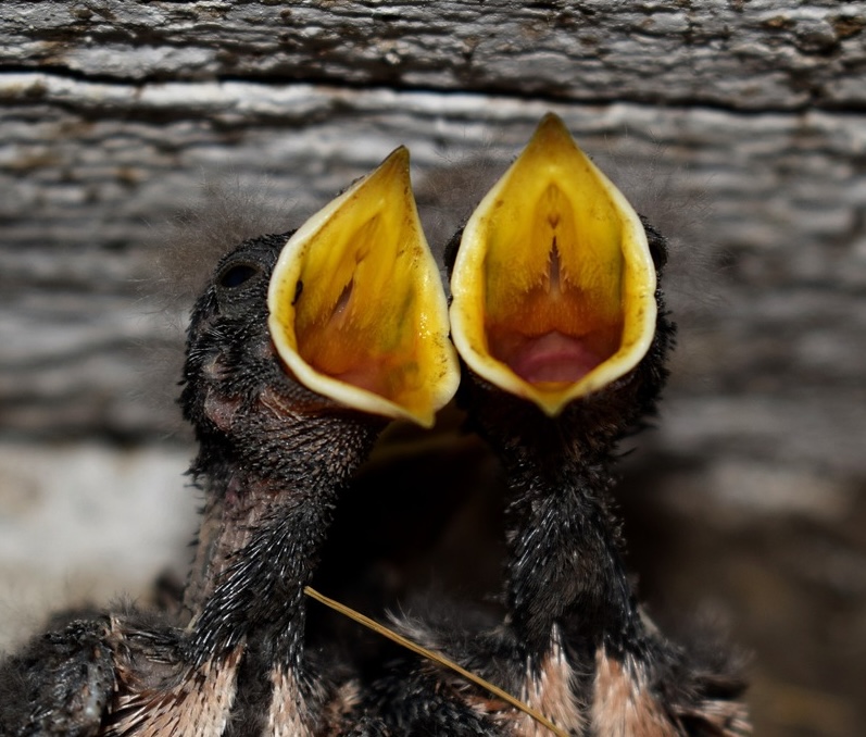 Oiseaux qui réclament à manger