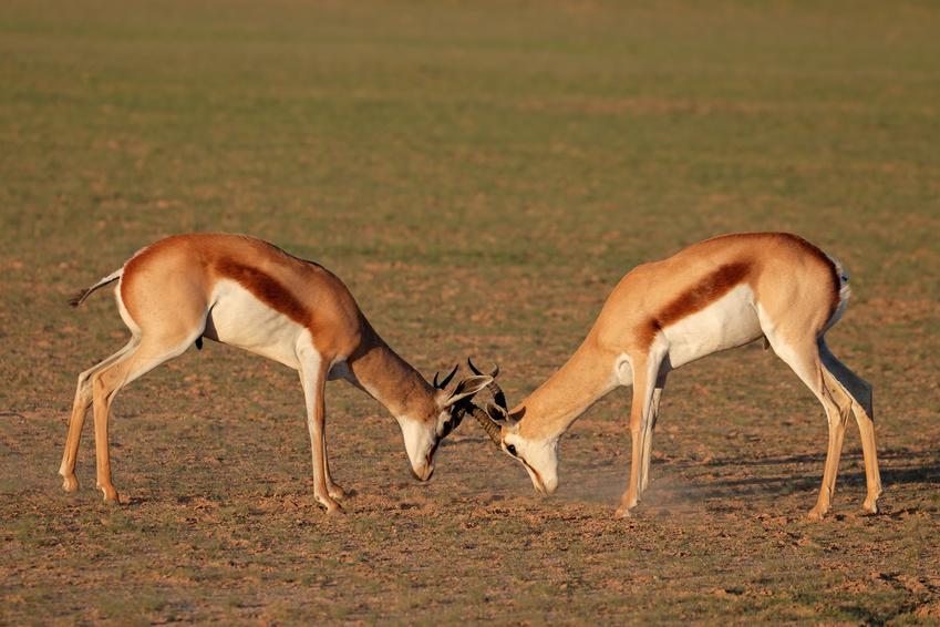 Antilopes qui s'affrontent...