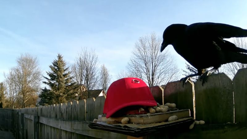 Corneilles et casquette Maga